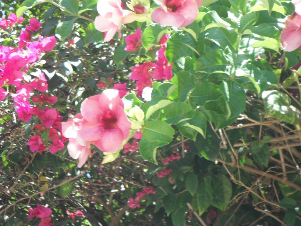 Classique International In Dominica Marigot Pokój zdjęcie