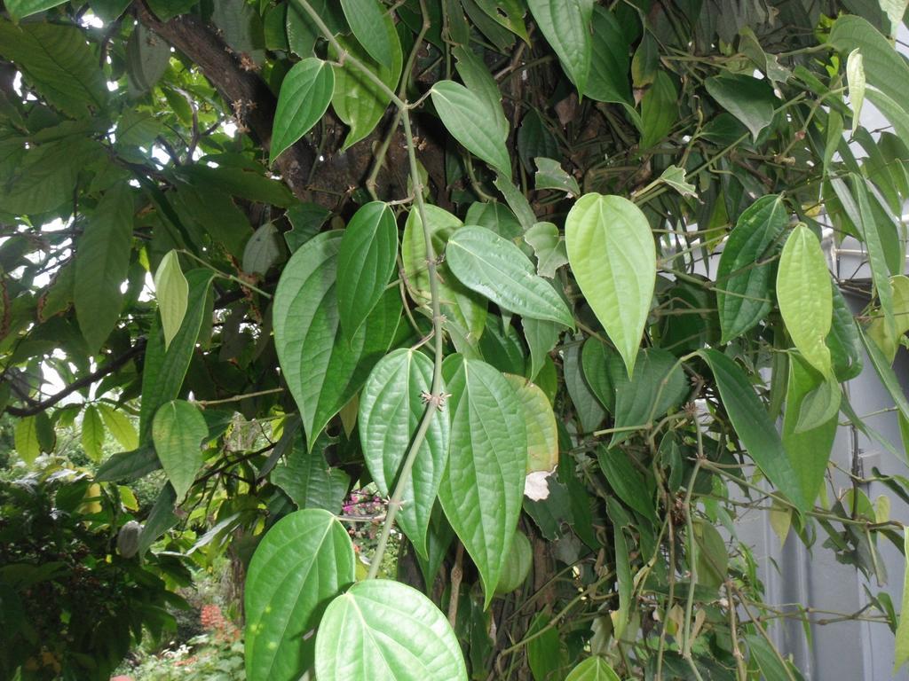 Classique International In Dominica Marigot Pokój zdjęcie