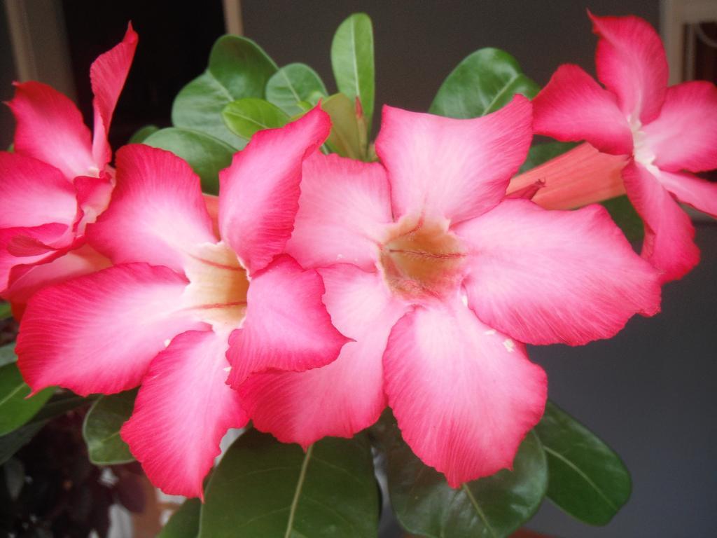 Classique International In Dominica Marigot Pokój zdjęcie