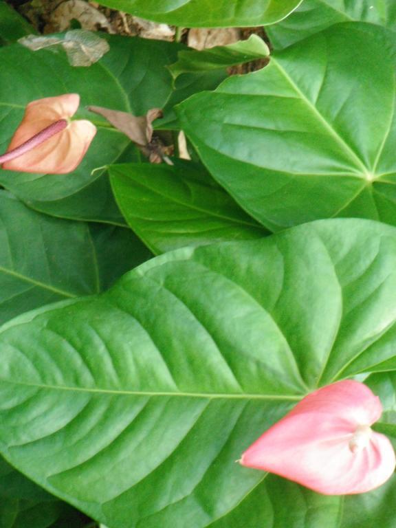 Classique International In Dominica Marigot Zewnętrze zdjęcie