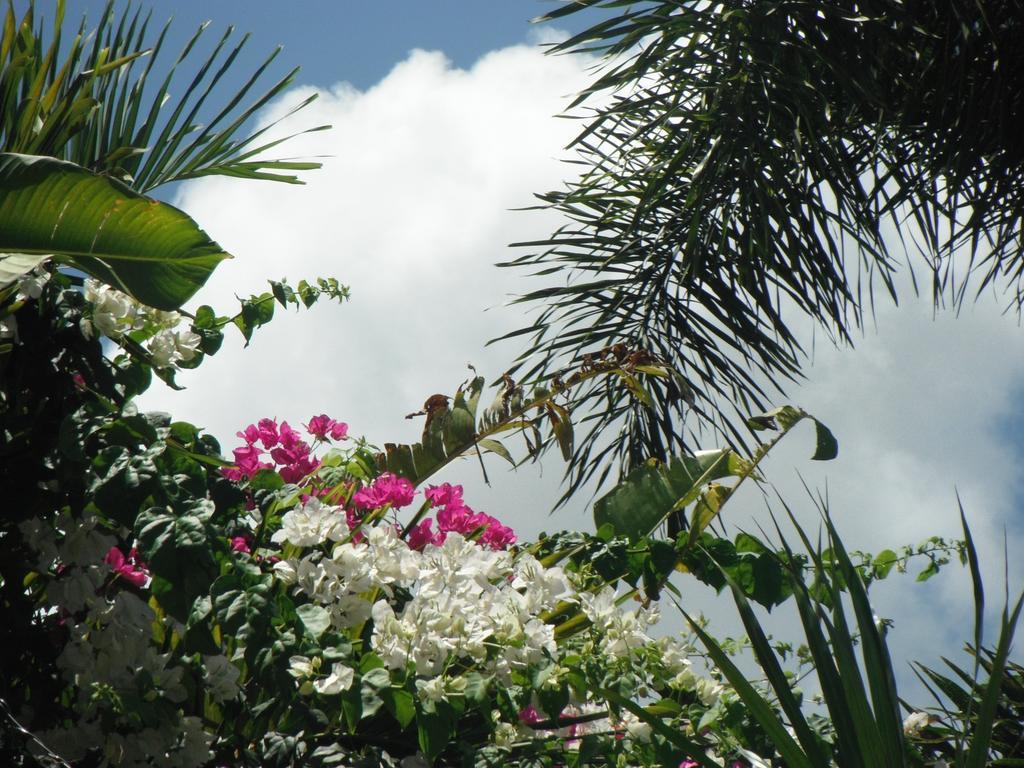 Classique International In Dominica Marigot Pokój zdjęcie
